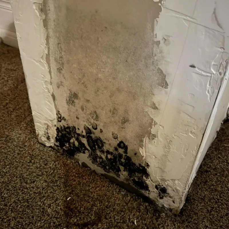 Professional Mold Removal in West Pensacola, FL